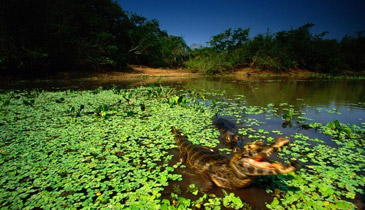 pantanal13slide2