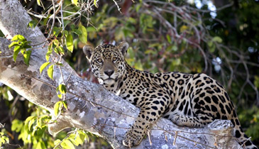 pantanal15slide4